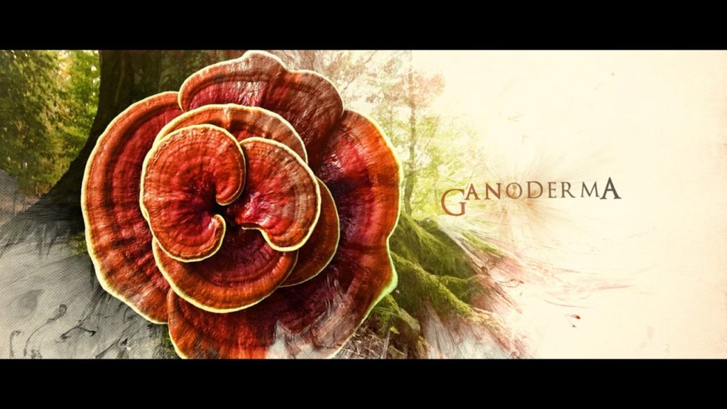 Why Ganoderma Is Called King Of Herbs? 1 Why Ganoderma Is Called King Of Herbs? 1