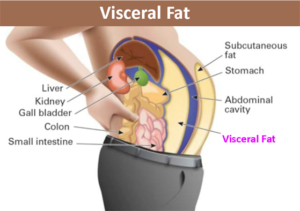 Visceral Fat : Why Is It So Dangerous?? 6